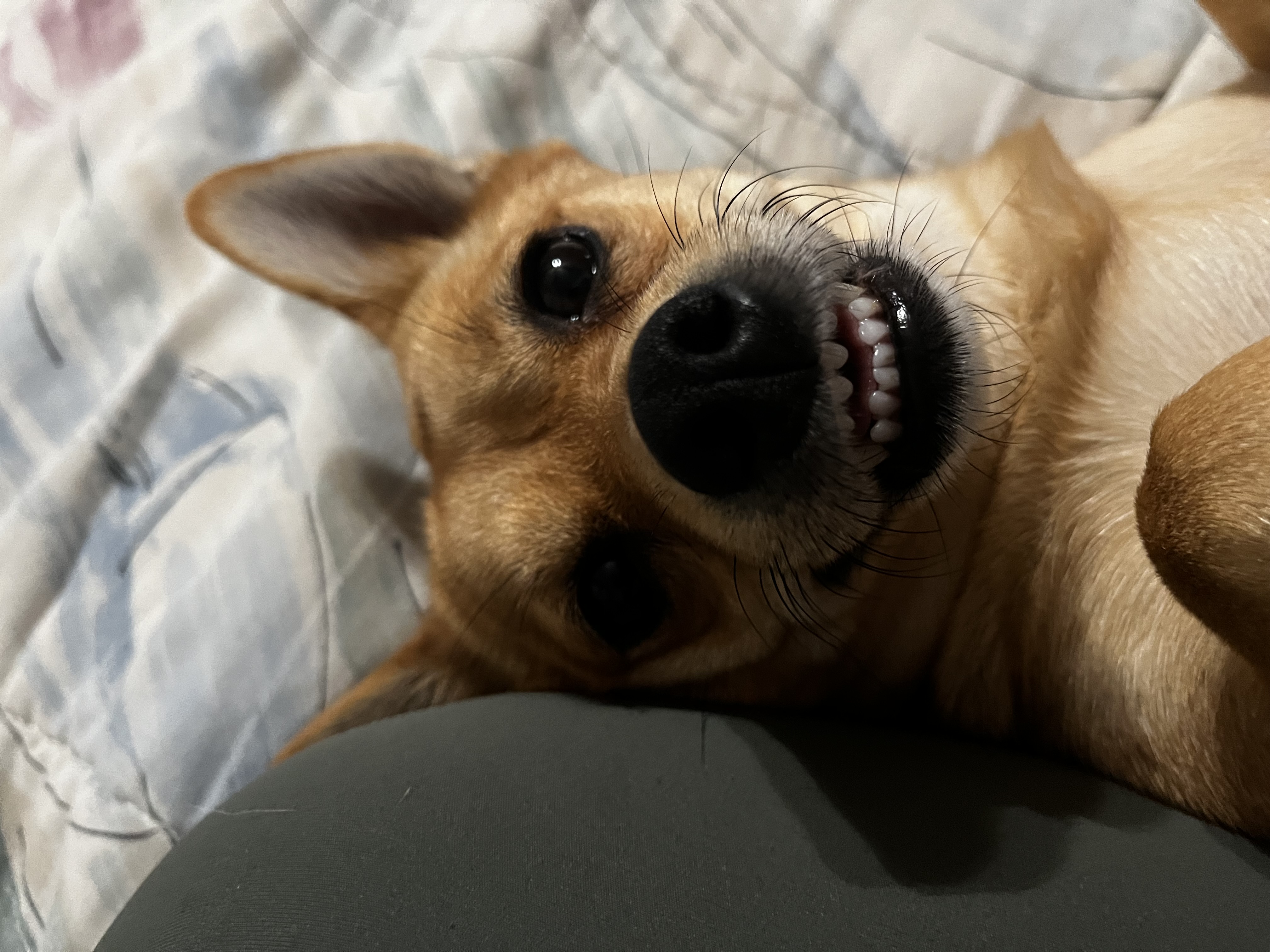Foxy
